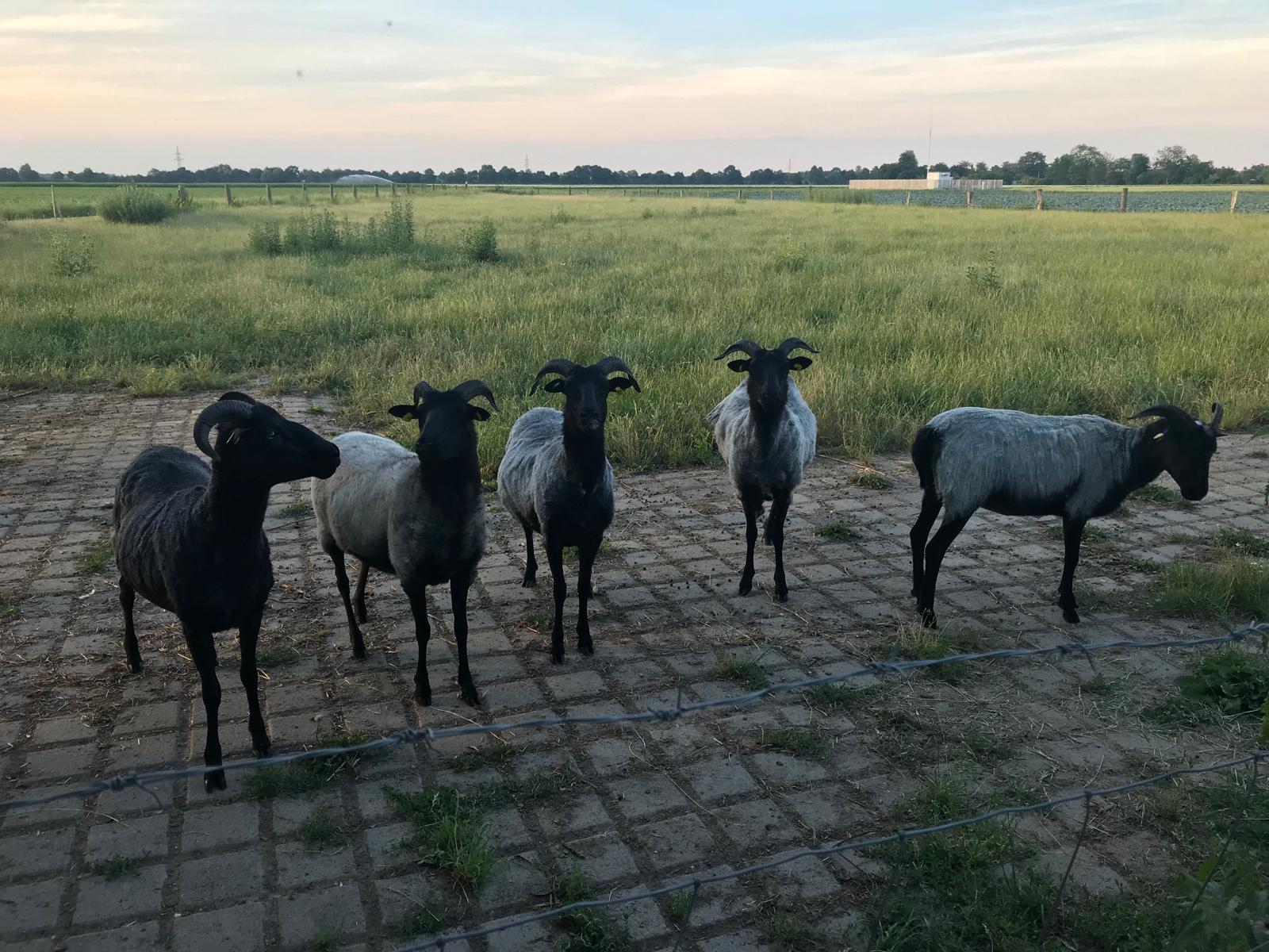 Eindruck vom Schmeddershof